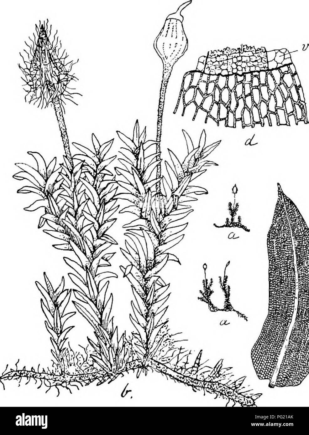 Die „Flore de Buitenzorg“ beschreibt verschiedene botanische Arten mit detaillierten Beobachtungen zur Zellstruktur von Pflanzen, einschließlich Parenchym, Collenchym und phänotypischen Merkmalen wie Blattform und Stammeigenschaften, wodurch das Verständnis der Pflanzenanatomie verbessert wird. Stockfoto