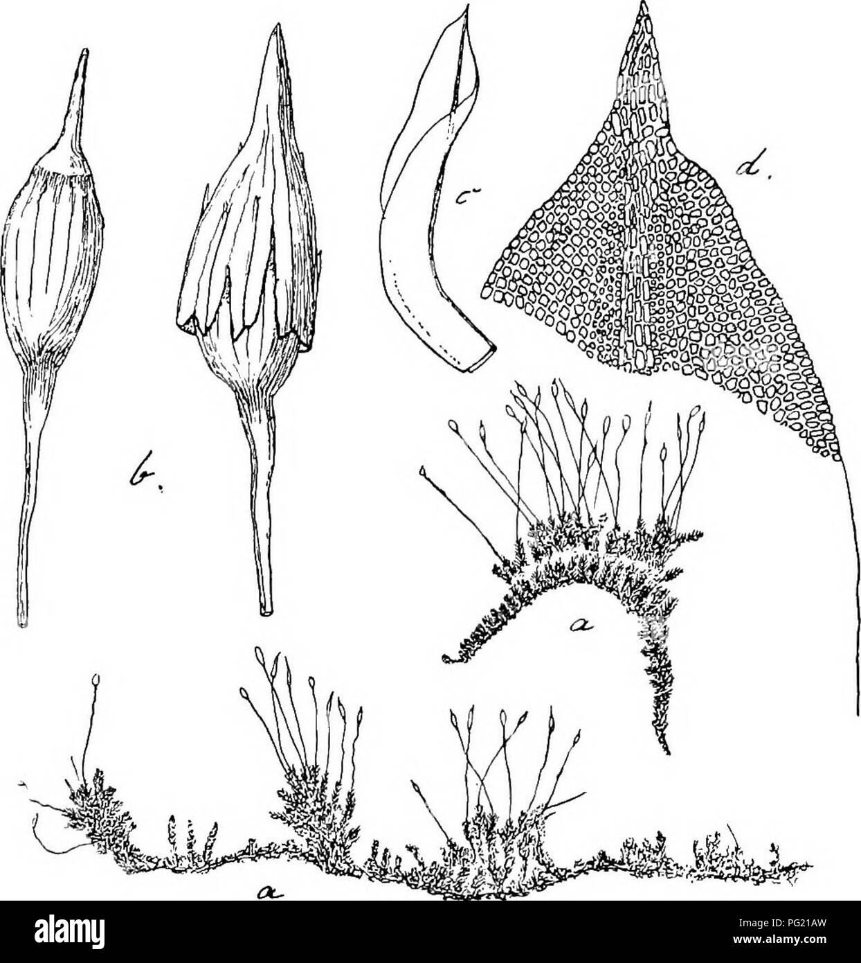 . Flore de Buitenzorg. Botanik. 431 inserirt, verbogen, aufrecht, sterben sterilen 0,5 - 1 cm. hoch, einfach, Fertilen bis 1,5 cm sterben., mit karzen Seiteaastehen, schnelle bilschelastig, gieichmassig beblattert gedrangt, Inline für Cen-tralstrang. Blatter: anllegend, mehr oder weniger spiralig, links gedreht, feucht straff ausgebreitet aufwarts abstehend bis etwas gebogen, bis tlber 1 mm. lang Kg. 79.. Macromitrium fasciculare Mitt". Habitusbild (Nat. Grosse). h, Sporogooe mit Deckel und Haube C. Stengelblalt 12 d. Blattspitze ^. und 0,3 mm breit, aus Engerem, kielfaltigem Grunde (Basis zusammengezo Stockfoto