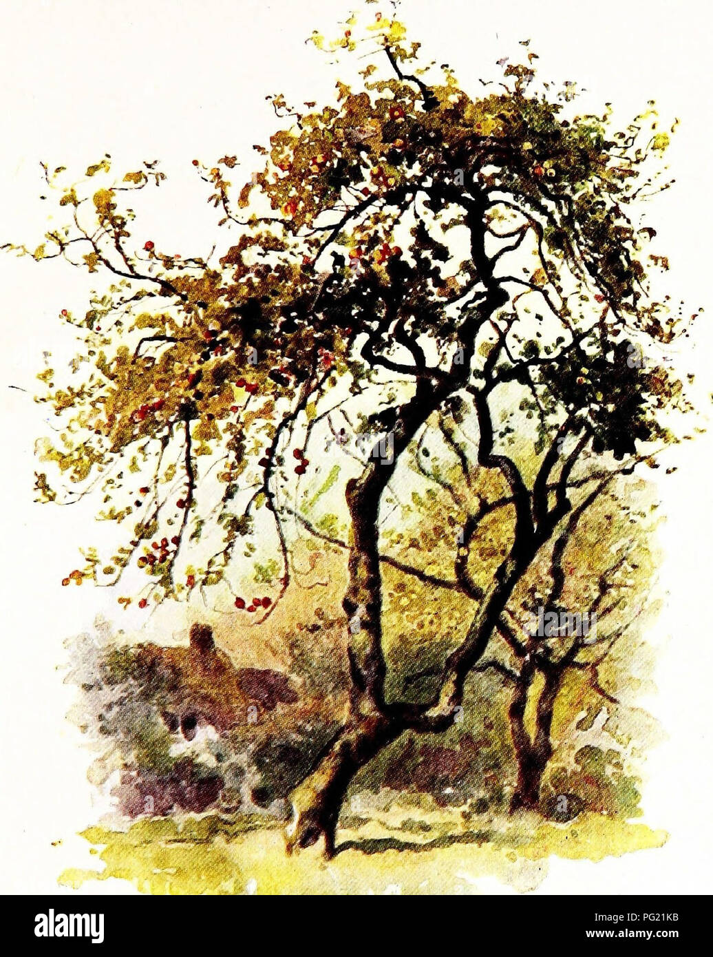 *Vertraute Bäume* von George Simonds Boulger bietet einen ausführlichen Leitfaden zur Identifizierung und zum Verständnis verschiedener Baumarten. Das Buch enthält Illustrationen und Beschreibungen von gewöhnlichen Bäumen und bietet eine wertvolle Ressource für Dendrologen und Naturliebhaber. Stockfoto