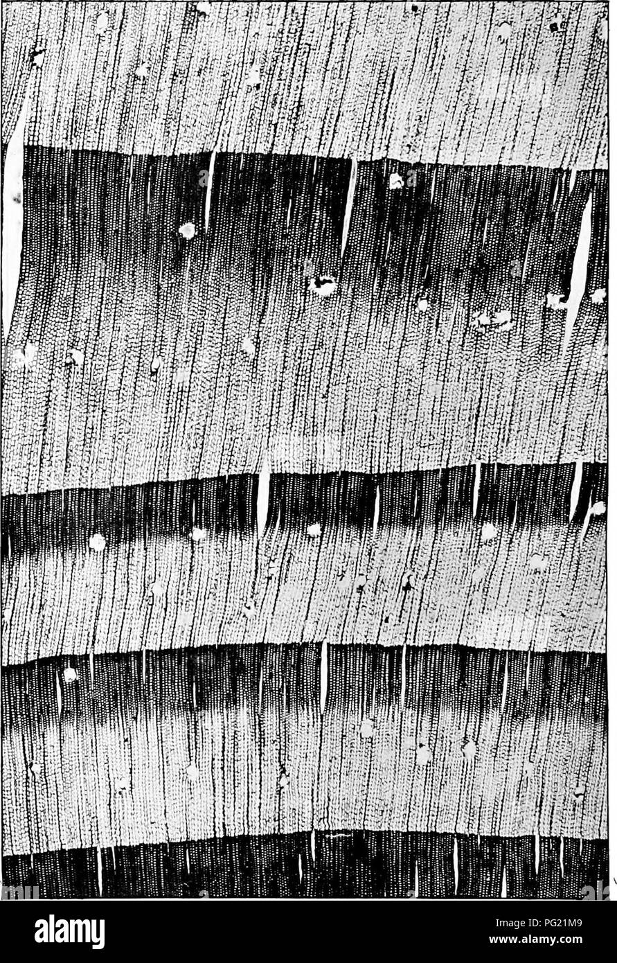 . Bekannte Bäume. Bäume. Querschnitt der korsische Kiefer Holz (X10 DIAMETERSJ.. Bitte beachten Sie, dass diese Bilder sind von der gescannten Seite Bilder, die digital für die Lesbarkeit verbessert haben mögen - Färbung und Aussehen dieser Abbildungen können nicht perfekt dem Original ähneln. extrahiert. Boulger, George Simonds, 1853-1922. London, New York, Cassell Stockfoto