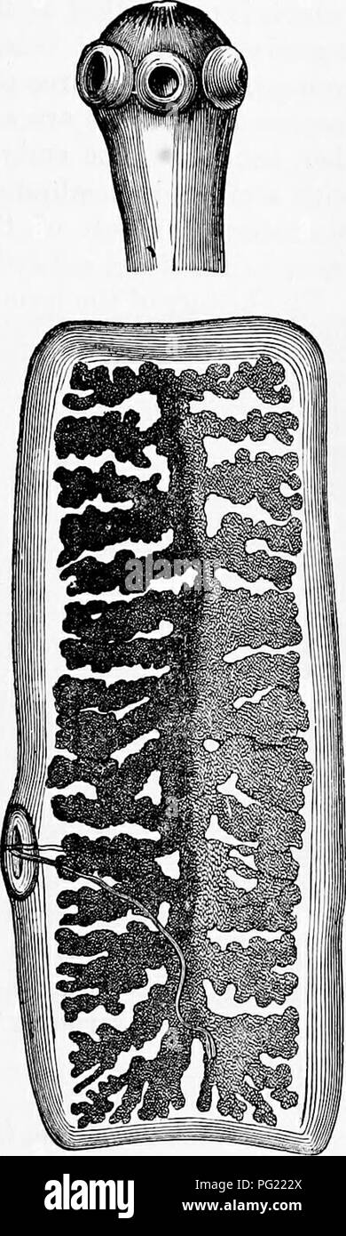 . Zoologie: für Studenten und allgemeine Leser. Zoologie. Schwein. Im.-Tcenia solium. Nat. Größe, mit dem Kopf magulfled. Strohila Bühne. - Nach Beneden.. Abb. 104.- Kopf und proglottis ot T. solimn.- Nach dem Bcnedcu. sah den Kern unterteilen; nach dem Durchlaufen einer morula Zustand der Zellen in zwei Schichten angeordnet sind, und das Äußere. Bitte beachten Sie, dass diese Bilder sind von der gescannten Seite Bilder, die digital für die Lesbarkeit verbessert haben mögen - Färbung und Aussehen dieser Abbildungen können nicht perfekt dem Original ähneln. extrahiert. Packard, A. S. (Alpheus Frühling), 1839-1905. Neue Stockfoto