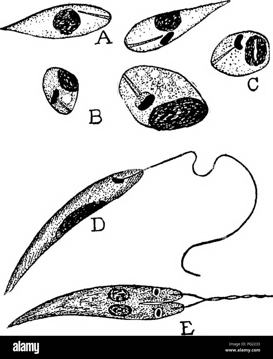 . Tierische Schädlinge und Krankheiten. Medizinische Parasitologie ; Insekten als Überträger von Krankheiten. Auftreten von orientalischen Wunde 85 ansehnlich ulcerating Wunden, auf denen Schwärme von fliegen ständig füttern. Die exudations aus solchen Wunden sind voller Leish - Mensch Körper, Leishmania tropica (Abb. 15 A und B), die sehr eng ähneln denen von Kala-azar. In einigen Städten Infektion durch diese Parasiten ist so kom-mon und so unvermeidlich, dass normale Kinder erwartet werden, die Krankheit und die Besucher sind in die Städte selten eine Wunde als Souvenir, auch wenn nur für eine kurze Zeit entkommen. In Bagdad, Wir Stockfoto