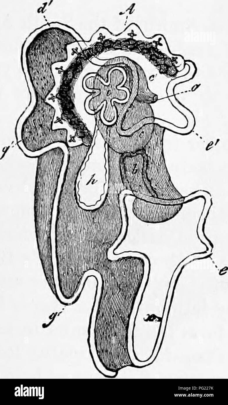 . Zoologie: für Studenten und allgemeine Leser. Zoologie. Entwicklung DER STAB-Fische. 113 durch die morula und Gastrula-stadium Stadien ing, die cephakUa oder Larvenstadium erreicht ist, der Mund, Magen- und Sac und der hinteren Öffnung gebildet, ein cephalen Ende, dis-tinguished vom hinteren Ende der Larve ist jetzt Bilater - Ally symmetrisch. In dieser Zeit zwei Lappen ergeben sich aus jeder Seite der Öffnung. Diese getrennt von ihrer Befestigung und bilden zwei unterschiedliche Hohlräume und durch die Zeit, die die Larve erreicht die Brachiolaria Stadium der Entwicklung der. Abb. 75.- Bipinnaria mit dem Star-fish Dudd Stockfoto