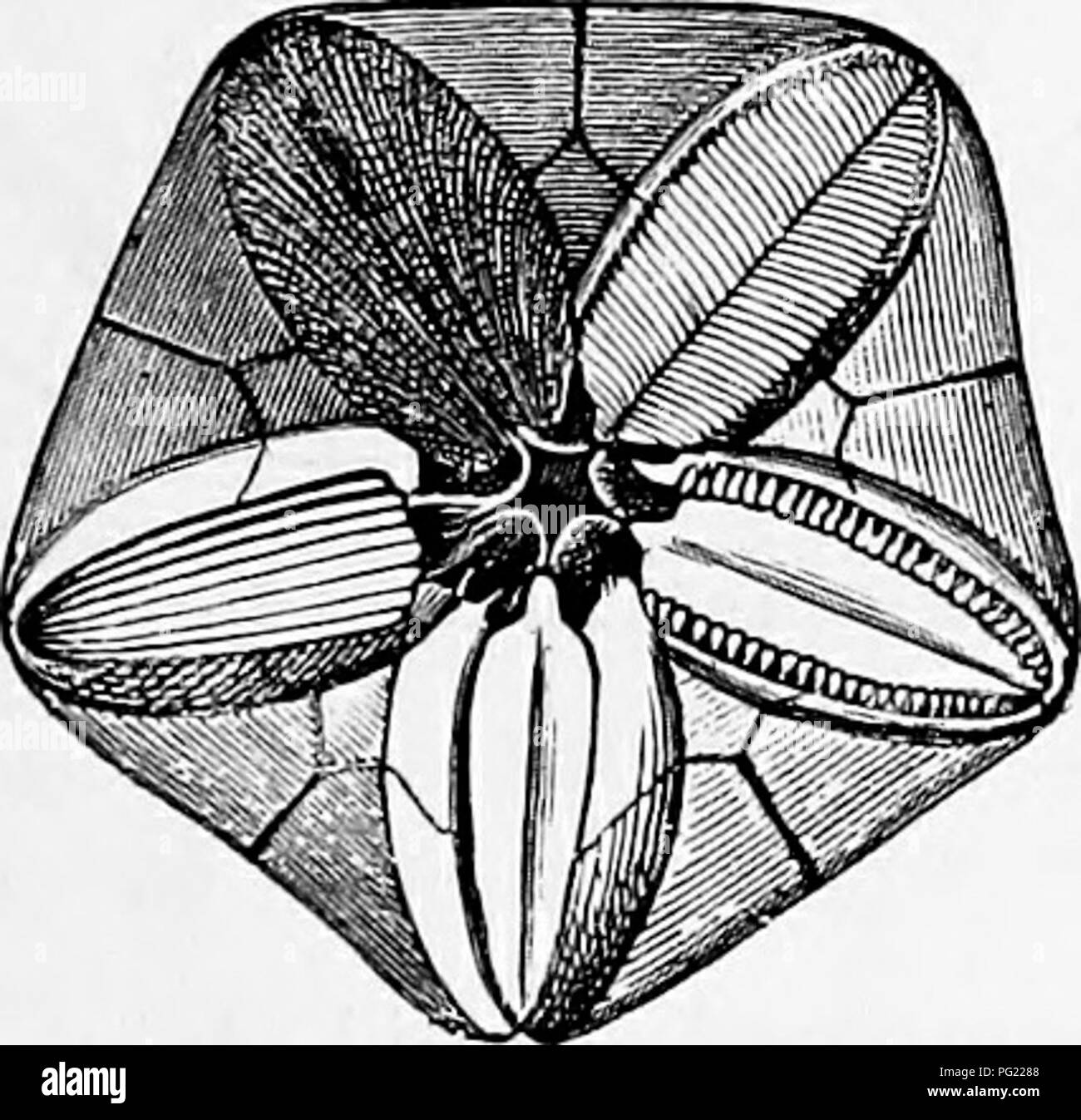 . Zoologie: für Studenten und allgemeine Leser. Zoologie. Fossile CRIN0-ID 8. 107 (die Flimmerhärchen in verschwunden), jetzt bilden eine Schicht von protoplasma nach den Umriss des Antedon. In der Zwischenzeit den Kelch des crinoid wurde bilden. Es nimmt dann die Form eines offenen Bell; der Mund ist gebildet, und fünf Lappen ergeben sich aus den Kanten der Kelch. Danach fünf oder mehr, in der Regel 15 Tentakeln, wachsen, und die jungen Antedon wird angezeigt, wie in Abb. 66, C die Wände der Magen dann getrennt von der Körper-Wände. Das Tier beginnt nun die primäre angepirscht Stufe des Crinoid zu vertreten Stockfoto