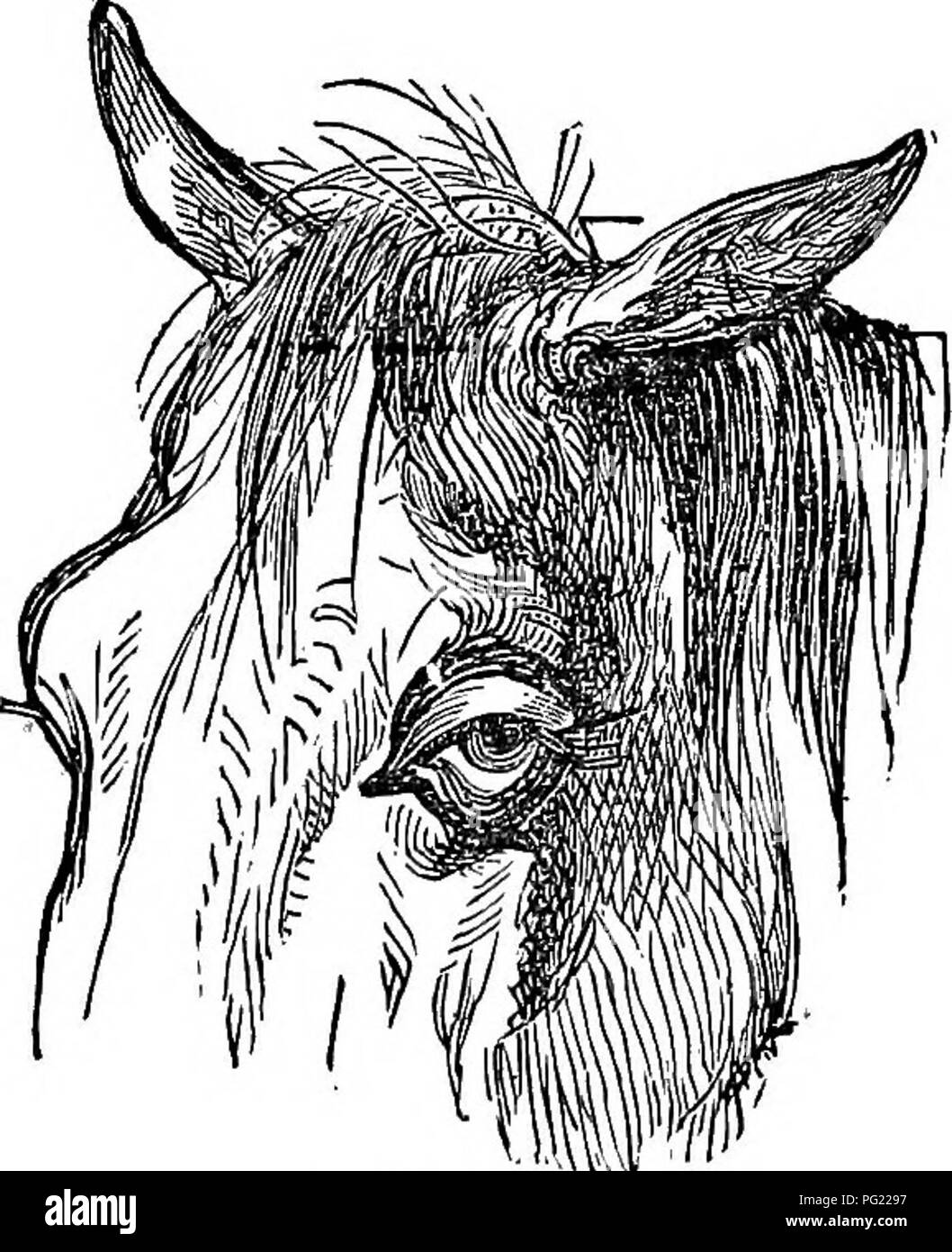 Dieses Handbuch zur Pferdehygiene behandelt die grundlegende Pflege von Pferden, wobei der Schwerpunkt auf ihrer Futter- und Fußgesundheit liegt. Es werden Best Practices zur Aufrechterhaltung des Wohlbefindens eines Pferdes erörtert, einschließlich Fütterungsschemata und Fußpflegeroutinen. Darüber hinaus hebt die Arbeit die Bedeutung des Verständnisses des Verhaltens von Pferden hervor und betont die richtige Behandlung, um ein gesundes, gut gepflegtes Tier zu gewährleisten. Stockfoto