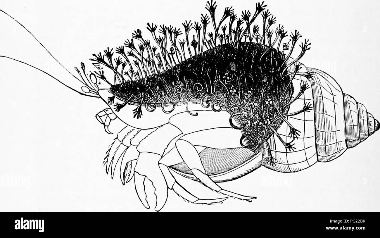 . Zoologie: für Studenten und allgemeine Leser. Zoologie. 56 Zoologie. Es wird gesehen werden, etwas zu erkennen, dass die Hydra, genau wie in der Wirbeltiere, einschließlich des Menschen, entsteht aus einem Ei, von einem echten Eierstock, die nach der Befruchtung durch eine Morula Stadium Pässe entwickelt; dass die Mikrobe besteht zunächst aus zwei Keimblätter, während von der äußeren Schicht, wie wahrscheinlich in der Wirbeltiere, einer Zwischen- oder nervo-Mus- Schicht gebildet wird, die Allman denkt, die Homolog des Nahen germ-lamella der Wirbeltiere (Mesoderm) sollte ursprünglich aus dem Ektoderm geteilt zu haben. Ich Stockfoto