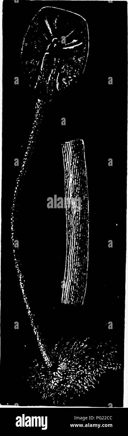 . Zoologie: für Studenten und allgemeine Leser. Zoologie. Axinella polypoides. Abb. Si.-nyalonema boreale, iiauiral Eize.- Nach dem Lov6n.cell-Schicht ist sehr dick, das entoderm auf die zahlreichen verdauungsfördernde Hohlräume eingeschränkt wird oder so - ampullaceous sacs genannt. Die Süßwasser-Schwamm (spongilla) Tritt überall auf getaucht Stöcke und Steine im laufenden oder nahezu Stag-nant Wasser, normalerweise Verzweigungen. Mit Ausnahme der Spongilla und anderer Form, echinoides Siphydora Clark, die wächst so groß wie eine Faust im Norden von Teichen und Bächen, alle Schwämme sind Marine. Eine der häufigsten. Bitte beachten Sie Stockfoto
