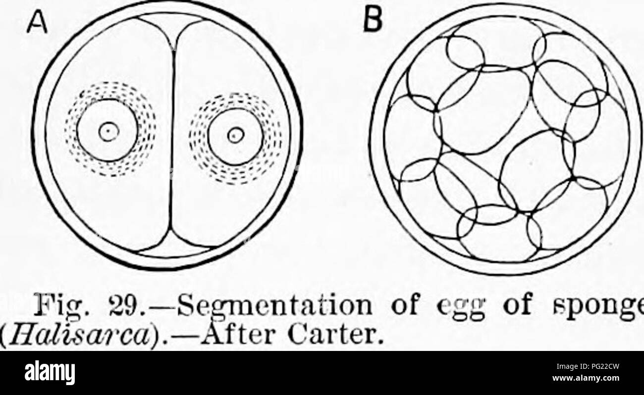 . Zoologie: für Studenten und allgemeine Leser. Zoologie. 44 Zoologie.. die Bildung einer zwei und später drei Ebenen sac, Cor-resj^ onding der Gastrula-stadium der höheren Tiere. In diesem Zustand (Abb. 30) der Keim bricht aus der übergeordneten Schwamm ins Meer. Abb. 31 steht für die Entwicklung der Gemeinsamen wenig kalkhaltigen sporge [Sycon, Ciliatum), gefunden zwischen Ebbe - Marken. Ein zeigt an, dass der morula mit der Segmentierung - Buchse (C), die danach verschwindet, bei B. Die Gastrula-stadium bei C vertreten ist, und besteht aus ciliat-ed und nicht-Ciliated große runde Zellen; die erste Serie bildet ein so Stockfoto
