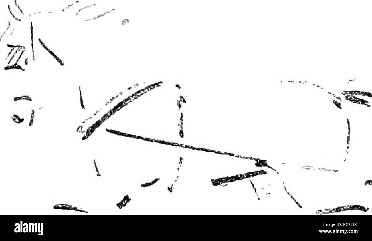 . Hinweise auf Pferde; wie Sie beurteilen können, kaufen Sie, Sie, Sie und Sie darstellen. Pferde. Abb. 52. 'Bus - die Pferde tragen Zaumzeug, Kragen, und Spuren Nur.. ". Wf her. S3. Die Hosen wird oft weggelassen, und nur selten von Papier, es ist sehr einfach mit ein oder zwei Zeilen in der leichte Kabelbaum (Bild gesehen. 53). Das Pferd zu empfehlen. Der Winkel der Kragen, wenn wir den Kabelstrang korrekt auf einem Stück wird der Charakter des Pferdes geben. Durch IVIicrosoft® digitalisiert. Bitte beachten Sie, dass diese Bilder aus gescannten Seite Bilder, die digital für die Lesbarkeit verbessert haben mögen - Färbung und appeara extrahiert werden Stockfoto