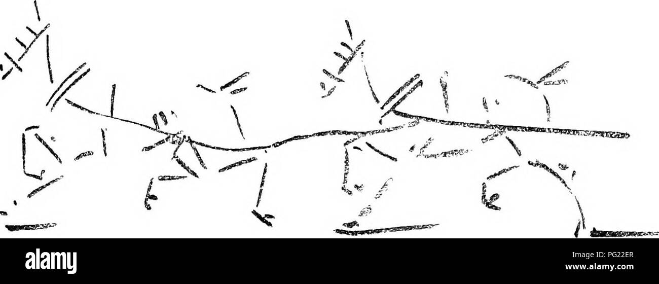 . Hinweise auf Pferde; wie Sie beurteilen können, kaufen Sie, Sie, Sie und Sie darstellen. Pferde. Abb. 49. Abb. so. Daher, wenn ein Kutscher dargestellt werden Start-ing sein Team, Spuren die Wheelers' sollte dicht gemacht werden, ihre Zügel nur Lose, die Führer fest am Zügel und schlaff auf dem Ctg (Abb. 50). L digitalisiert durch IVIicrosoft®. Bitte beachten Sie, dass diese Bilder sind von der gescannten Seite Bilder, die digital für die Lesbarkeit verbessert haben mögen - Färbung und Aussehen dieser Abbildungen können nicht perfekt dem Original ähneln. extrahiert. Gonne, C.M. New York, E. S. Dutton Stockfoto