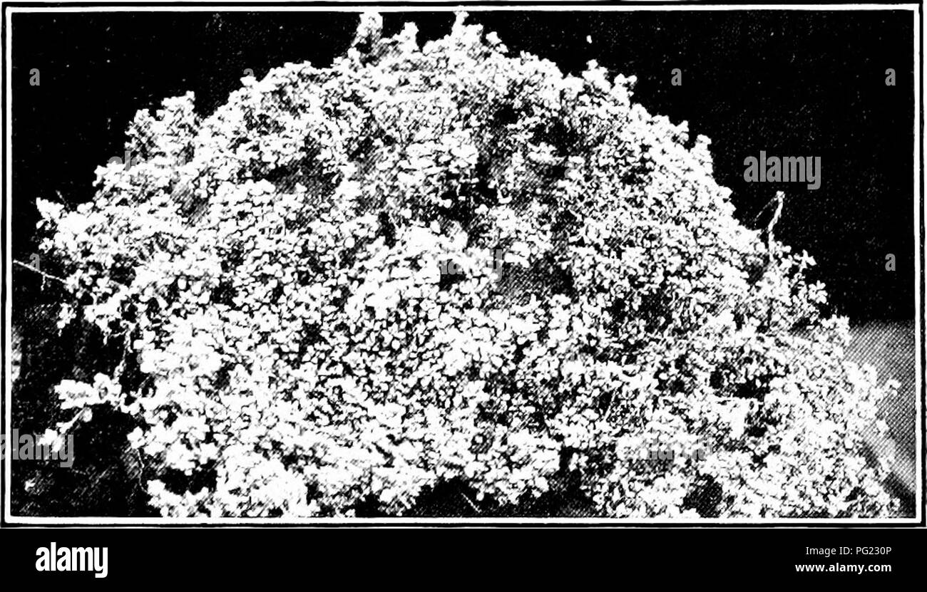 Pflanzen Von Neuseeland Botanik 42 Ich Pflanzen Op Neuseeland Disk Fiorets Zahlreiche Outit Tloix Ts Im 1 Ni 2 Serii S P Ippus Der 1 Reihe Hirirs Acbeuc Klein Oblon Eine Kleine C Nus