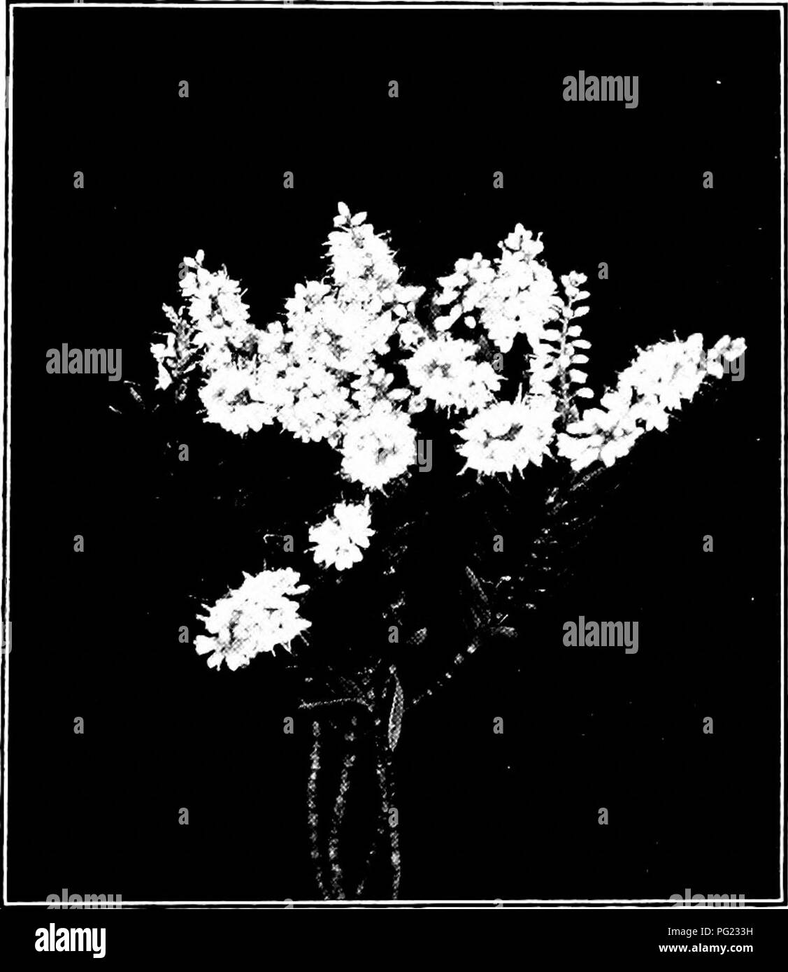 Diese botanische Arbeit erforscht Neuseelands vielfältige Pflanzenwelt und hebt Schlüsselarten wie die Familie snapdragon und Veronica sowie ihre ökologischen Rollen und Variationen innerhalb lokaler Lebensräume hervor. Stockfoto