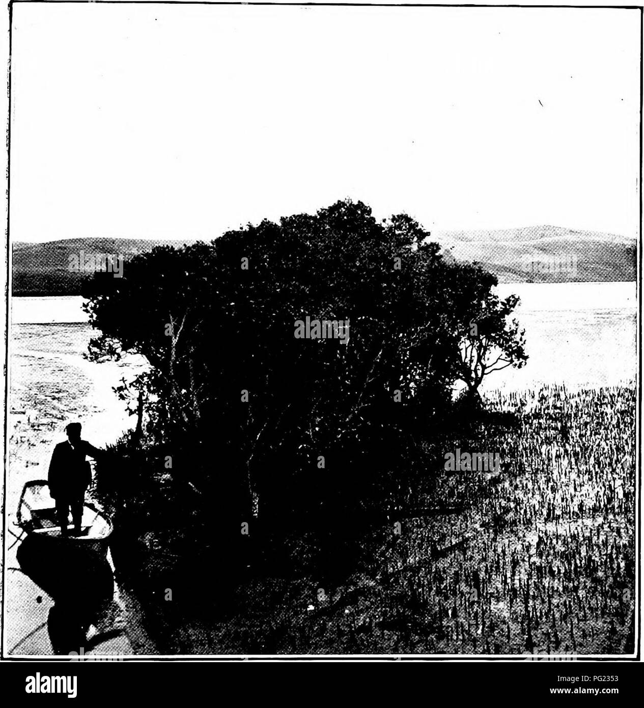 . Pflanzen von Neuseeland. Botanik. Das eisenkraut Familie Die Koots op die Mangroven. 355 ein Baum, der in Salz Wasser wächst, muss zwangsläufig haben Wurzeln unterschiedlich viel von denen der Baum wächst auf dem Land und die Hauptstruktur des Avicennia, wie aller Mangroven, ist vollgestopft ist. Abb., 116, Mangroven, Luftwurzeln. mit Points of Interest. Botanisch gesehen, die Wurzel ist das Ergebnis der Entwicklung der rootlet des Embryos, und es scheint eine einfache Angelegenheit, tlierefore, zwischen Root und Stammzellen zu unterscheiden. In vielen Fällen ist es so, aber es gibt einige Pflanzen, in der die Wurzel simuliert Stockfoto