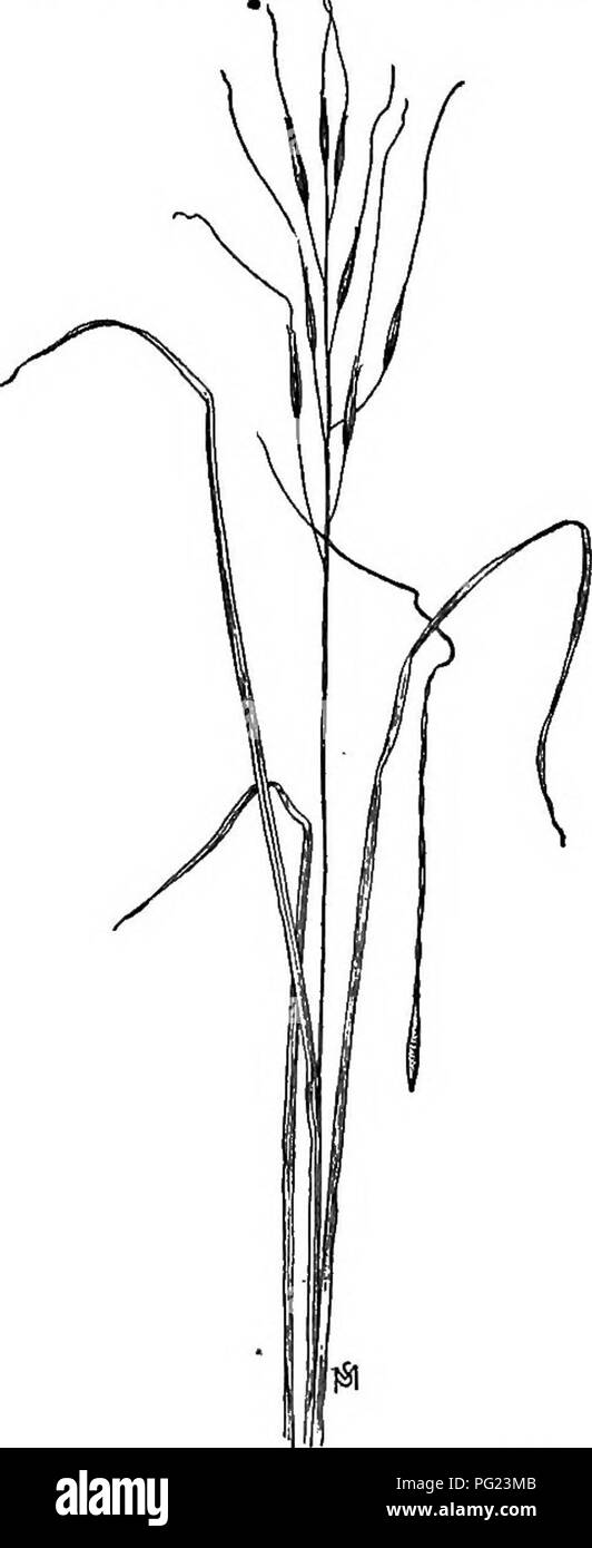 Dieses Handbuch enthält detaillierte Beschreibungen von störenden Unkräutern in den USA und Kanada, einschließlich ihrer Wachstumsgewohnheiten, Verteilung und Methoden der Kontrolle. Besondere Aufmerksamkeit gilt den im Mittleren Westen verbreiteten Arten der Grasfamilie wie Stachelgras (Stipa Spartea). Stockfoto