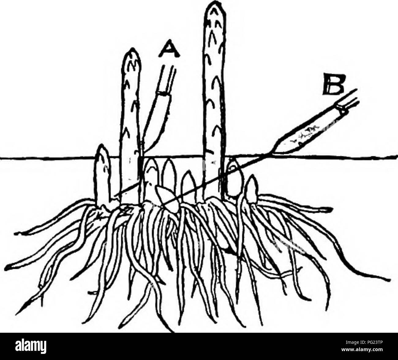 Dieses Gartenhandbuch bietet praktische Tipps zur Gestaltung von Heimgärten und zum Anbau einer Vielzahl von Blumen, Obst und Gemüse. Sie bietet Anleitungen zur Pflanzenauswahl, Bodenvorbereitung und Gartenbewirtschaftung, um eine erfolgreiche Kultivierung und langfristige Ergebnisse zu gewährleisten. Die Bedeutung einer ordnungsgemäßen Wurzelbildung und des Zeitpunkts des Schneidens wird betont, um eine Schwächung der Pflanzen zu vermeiden. Stockfoto