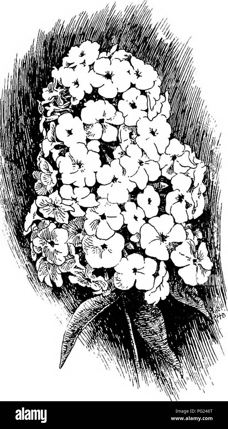 . Handbuch der Gartenarbeit: ein praktischer Leitfaden für die Herstellung von zu Hause und dem Anbau von Blumen, Obst und Gemüse für zu Hause. Im Garten arbeiten. '2, ¥ 1. Zinnien. Oft als "Jugend und Alter bekannt." Pansy. Phlox, sehr Zwerg Art. Pinks, sehr Zwerg Art. Rhodanthe. Menonvillea. Silene Armeria. Snapdragon, Zwerg. Sweet pea. Aloe. 10 bis 15 Zoll Die mit markierten (ft.) sind Beispiele für Pflanzen, die in der Regel an zwölf Zoll stehen. Abronia (ft.). Acroclinium. Adlumia. Adonis autumnalis. Aeschynanthus, groß Art. Alonsoa. Aster, China, kleinere Arten (ft.). Balsam. Bartonia. Browal Stockfoto
