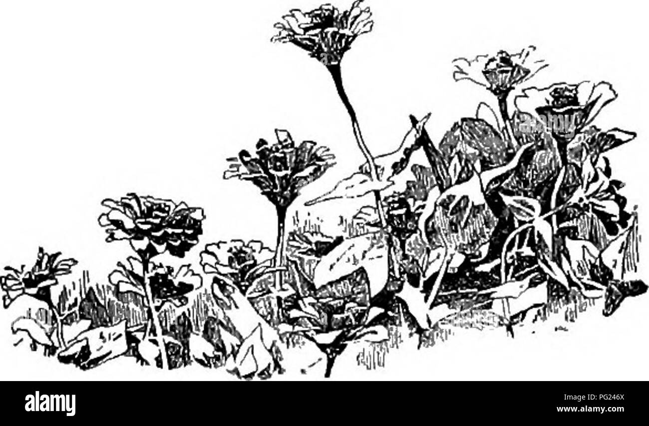 . Handbuch der Gartenarbeit: ein praktischer Leitfaden für die Herstellung von zu Hause und dem Anbau von Blumen, Obst und Gemüse für zu Hause. Im Garten arbeiten. 258 Handbuch der OAUDENINd. '2, ¥ 1. Zinnien. Oft als "Jugend und Alter bekannt." Pansy. Phlox, sehr Zwerg Art. Pinks, sehr Zwerg Art. Rhodanthe. Menonvillea. Silene Armeria. Snapdragon, Zwerg. Sweet pea. Aloe. 10 bis 15 Zoll Die mit markierten (ft.) sind Beispiele für Pflanzen, die in der Regel an zwölf Zoll stehen. Abronia (ft.). Acroclinium. Adlumia. Adonis autumnalis. Aeschynanthus, groß Art. Alonsoa. Aster, China, kleinere Arten (ft.). Stockfoto
