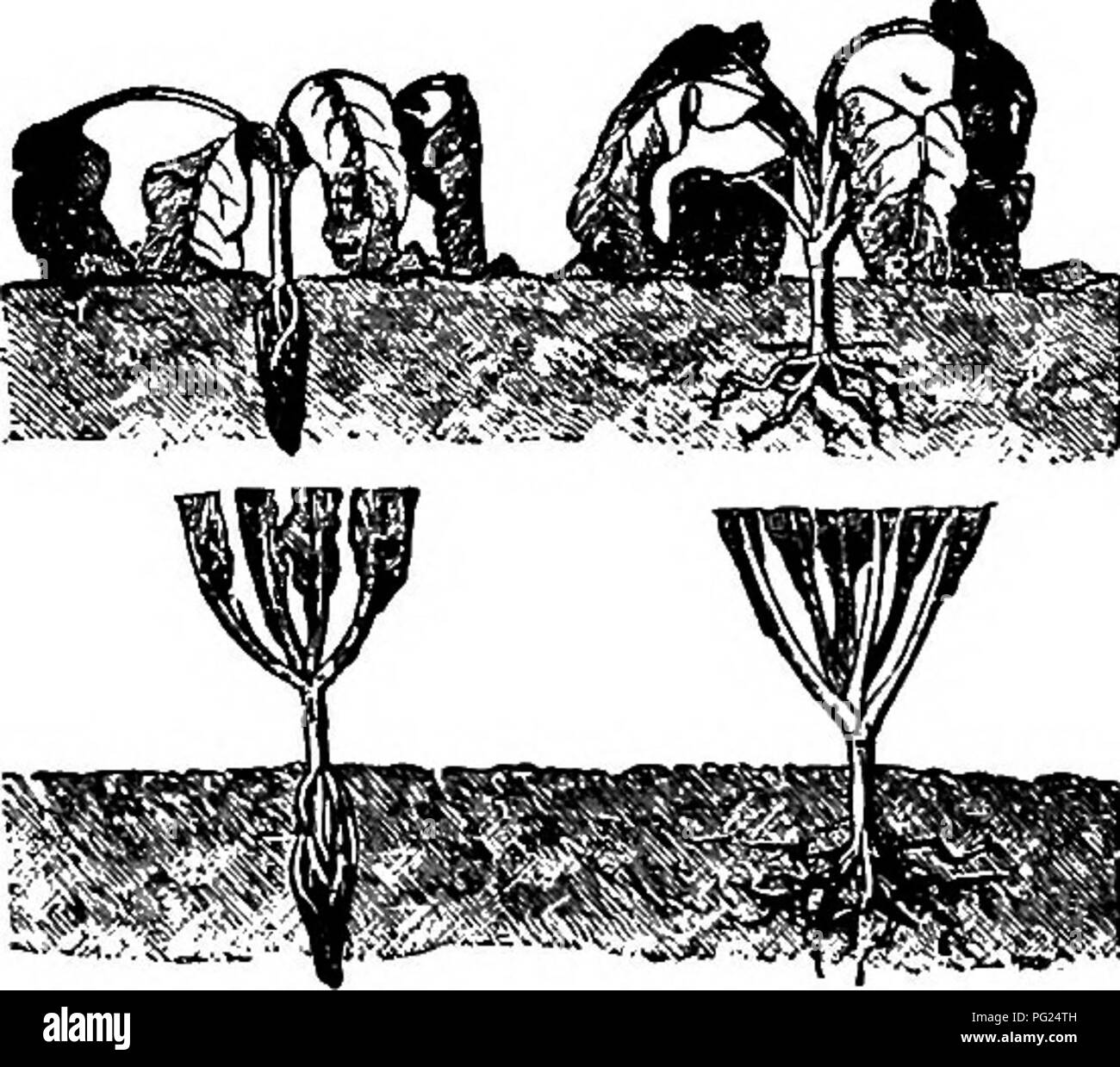 Dieses Handbuch bietet praktische Ratschläge zur Einrichtung und Pflege von häuslichen Gärten, wobei der Schwerpunkt auf dem Anbau von Blumen, Obst und Gemüse liegt. Es enthält Richtlinien für das Umpflanzen von Setzlingen, die Bodenvorbereitung und allgemeine Gärtungstechniken, um ein gesundes Pflanzenwachstum für den Heimgebrauch zu fördern. Stockfoto