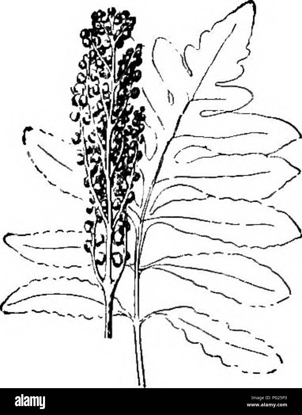 . Anfänger Botanik. Botanik. Abb. 260. - Teil der Wedel von Schwert Farn. An die Schüler: Ist diese Abbildung rechts oben? Oder schließlich ganz herum. Die Boston Farn, Washington Farn, Pierson Farn, und andere, sind Gartenbau Formen der gemeinsamen Schwert Farn. In einigen Farnen (Abb. 261), um die gesamte Wedel wird beauftragt, die sporangien zu decken. Die sporangium oder spore - Fall einer Farn ist eine mehr oder weniger kugelförmige Körper und in der Regel mit einem Stiel (Abb. 257). Es beinhaltet die Sporen. Wenn reif es platzt und die Sporen sind frei. In einem feuchten, warmen Ort die Sporen keimen. Sie produzieren eine kleine, flache, dünne, Stockfoto