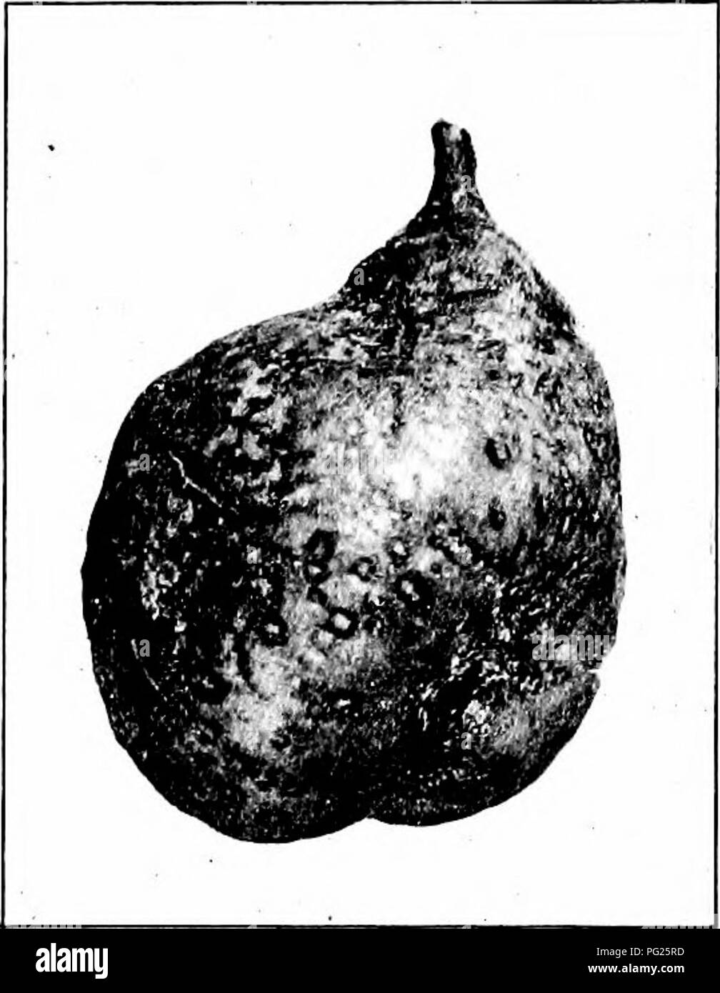 . Schädigende Insekten: Wie zu erkennen und zu steuern. Insekten und Schädlinge. 256 PSSTS DER ORCHARD UND KLEINE FRÜCHTE Insekt in tliree Jahre. Apfel- und Birnbäume, und verschiedene Ziersträucher, in der Regel die Verwaltung für einige Zeit länger zu existieren. Wenn eine Hand Objektiv für eine genauere Prüfung verwendet wird, so wird man finden, dass jede Skala kreisförmig in Form ist, eher flach, dunkel in der Farbe, und hat in der Mitte eine kleine angehoben, wie eine Warze, durch eine leichte De-pression umgeben. Kleiner, ovaler Skalen repräsentieren die Männer. Es gibt mehrere Generationen in jeder Saison. Die Arten hves durch den Winter als die Hälfte Stockfoto