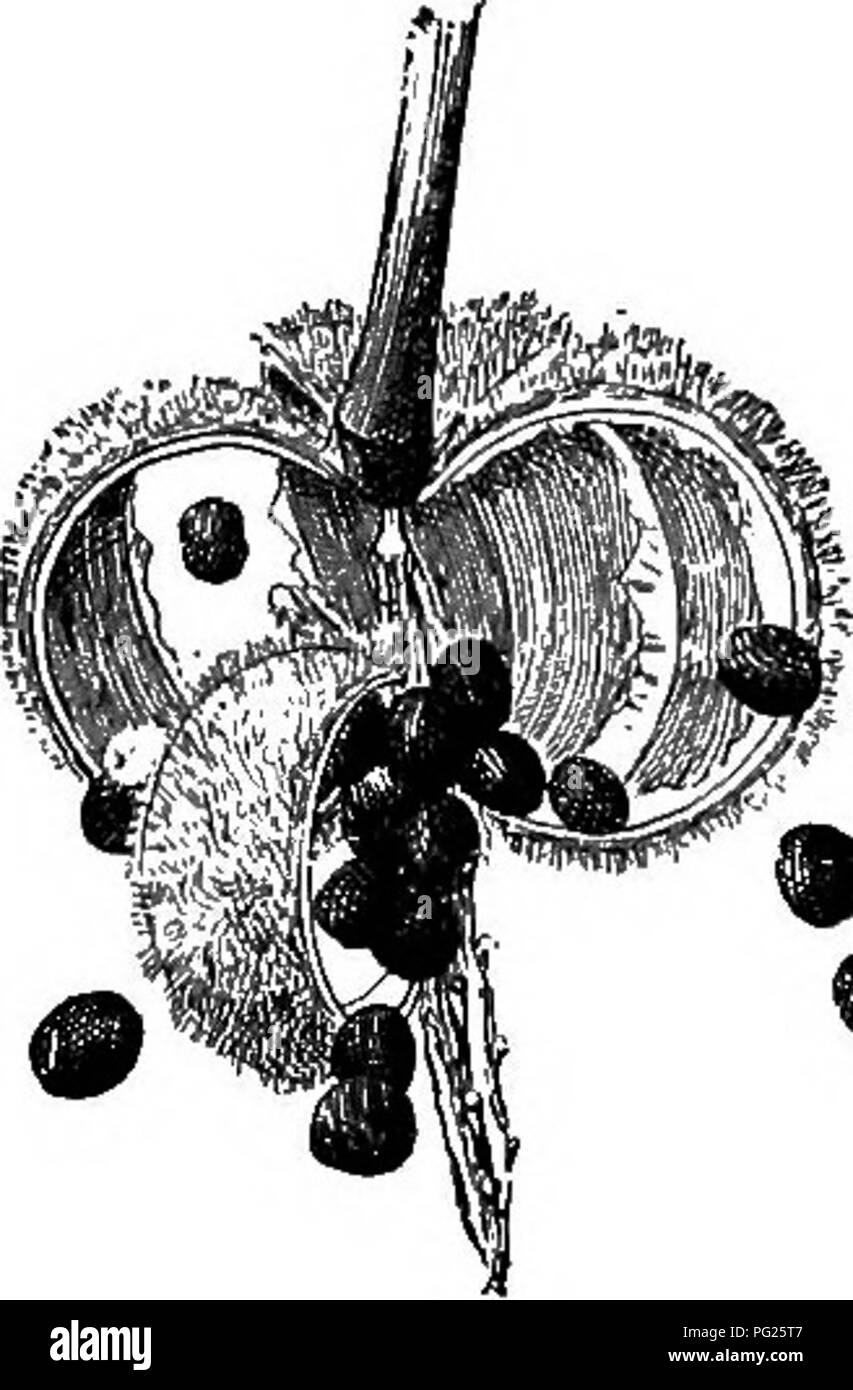 . Anfänger Botanik. Botanik. Kapitel XXII Verstreuung der Samen Es ist zum Vorteil der Anlage, im Samen, so weit wie möglich verteilt zu haben. Es hat eine bessere chajice der Überlebenden im Kampf um die Existenz. Es erhält vom Wettbewerb. Viele Samen und Früchte sind von solchen Charakter als ihre Chancen auf eine breite Streuung zu erhöhen. Die häufigste Verbreitung kann unter vier Köpfe eingestuft werden: explosive Früchte; Transport im Wind; Transport von Vögeln; Burs.. Bitte beachten Sie, dass diese Bilder aus gescannten Seite Bilder, die digital für reada gesteigert wurden extrahiert werden Stockfoto