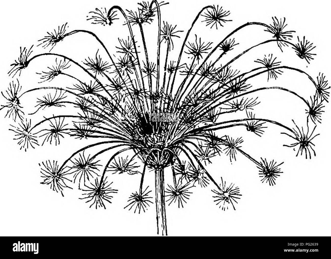 Dieses Lehrbuch bietet eine Einführung in die Botanik für Anfänger, wobei der Schwerpunkt auf der Struktur von Blumenhaufen wie Korymbden und Dolden liegt. Es erklärt die Anordnung der Blumen und die Arten von Blumenhaufen, die in Pflanzen wie Karotten, Pastinaken und Kümmel zu finden sind, und macht Botanik für Studenten zugänglich. Stockfoto