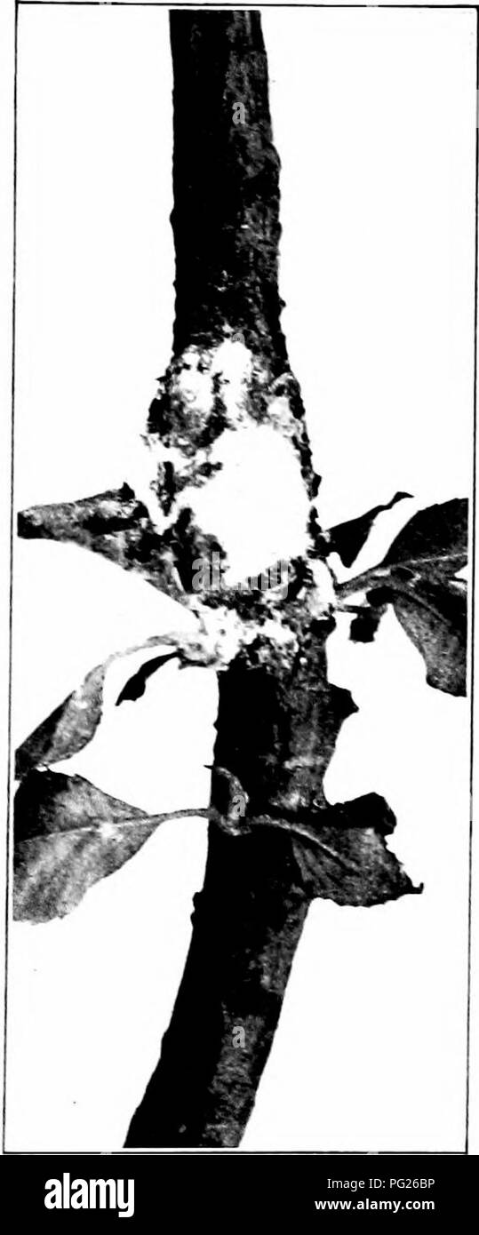 Dieses Buch über Insektenschädlinge bietet eine detaillierte Anleitung zur Erkennung und Bekämpfung schädlicher Insekten, die die Kulturen beeinflussen. Sie konzentriert sich auf die Identifizierung von Schädlingen wie Pflanzenläusen und bietet praktische Ratschläge zur Bekämpfung von Befall mit ungiftigen Methoden wie Tabakstaub. Der Leitfaden legt den Schwerpunkt auf integrierte Methoden zur Schädlingsbekämpfung. Stockfoto