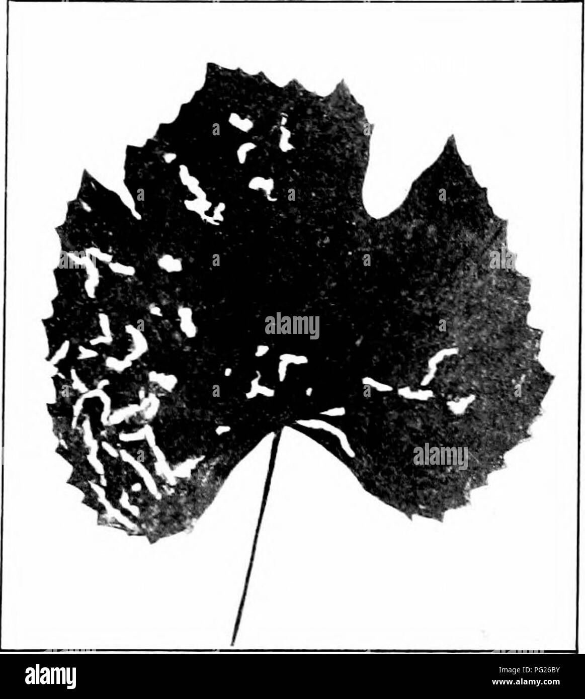 Dieser Leitfaden enthält detaillierte Beschreibungen verschiedener Insektenschädlinge, einschließlich des Wurzelwurzelwurms aus Trauben, und Methoden zu ihrer Bekämpfung, wobei ein effektiver Schädlingsschutz in der Landwirtschaft und im Gartenbau hervorgehoben wird. Stockfoto