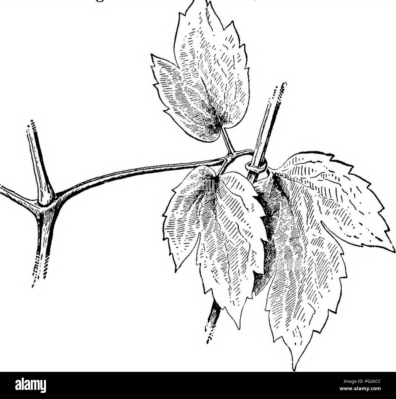 Hopfenranken -Fotos und -Bildmaterial in hoher Auflösung – Alamy