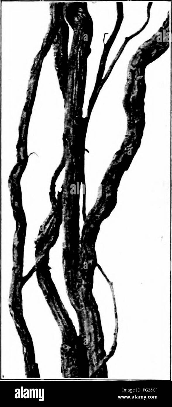 . Schädigende Insekten: Wie zu erkennen und zu steuern. Insekten und Schädlinge. Kapitel XXIII Schädlinge der Orchard und kleine Früchte die Traube Root-worm (Fidia viticida Walsh) Beweise für das Vorhandensein dieses Insekt ist zweifach. Über grovind der übergeordneten Käfer charakteristisch, chainlike Löcher in die Blätter frisst. - Neath Boden die Maden, die sich aus Eiern durch die Käfer nagen Kanäle und Bohrungen in den größeren Wurzeln legte Luke, und das Kleinere Wurzeln und Wurzelhaare zerstören. Die ernsten injurj - ist das BJ-die Maden. Die erwachsenen Käfer ist ein viertel Zoll lange, robuste, gräulich, und c Stockfoto