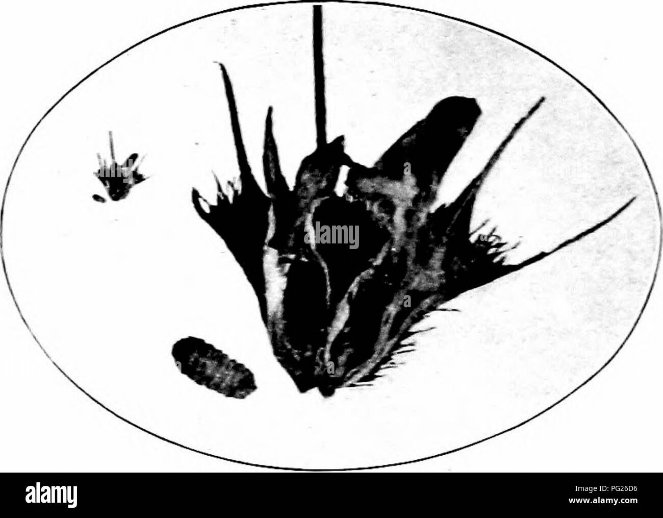 Choppen Stockfotos Choppen Bilder Alamy