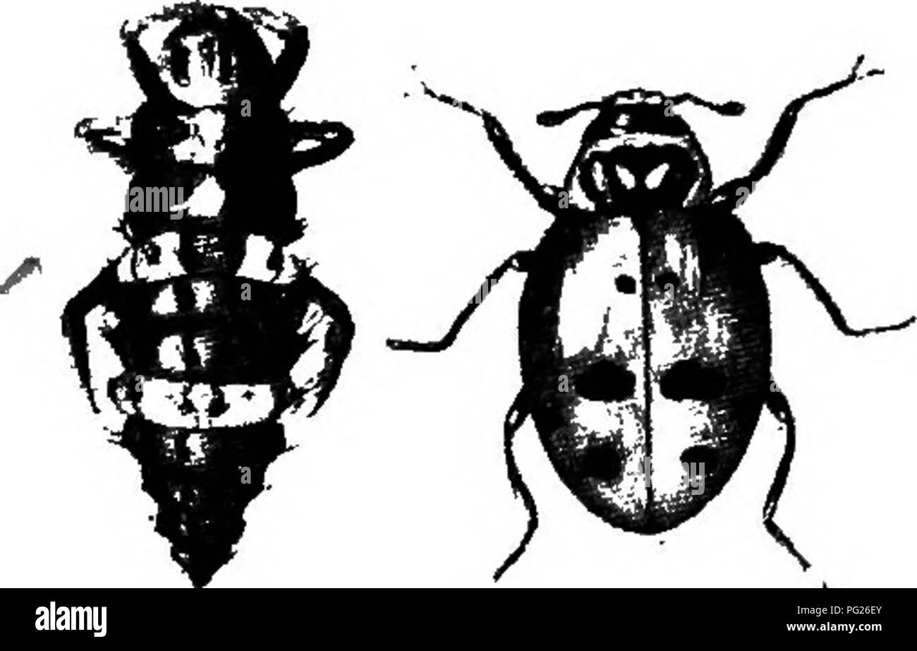 . Südliche Feldfrüchte (exklusiv von Futterpflanzen). Die Landwirtschaft. Abb. 9. - Grün - Fehler {Tox-optera graminum); Flügel - weniger nach. Stark vergrößert. (Nach S. J. Hunter.) Die grün-Bug ist eine Pflanze - Laus der grünen Farbe und sehr kleine Größe, dass die Säfte von der jungen Pflanze saugt. Es hat viele natürliche Feinde, die sich nach dem frühen cool Teil der Saison, ist es in der Regel in Unterwerfung zu halten. Einer dieser Feinde, eine Dame-bug Beetle (Abb. 10), hat manchmal künstlich gezüchtet und dis - als Mittel der Com zurechnen - bating die Grüne-bug, vor allem vor dem Wetter warm genug geworden ist, weiter zu bringen. Stockfoto