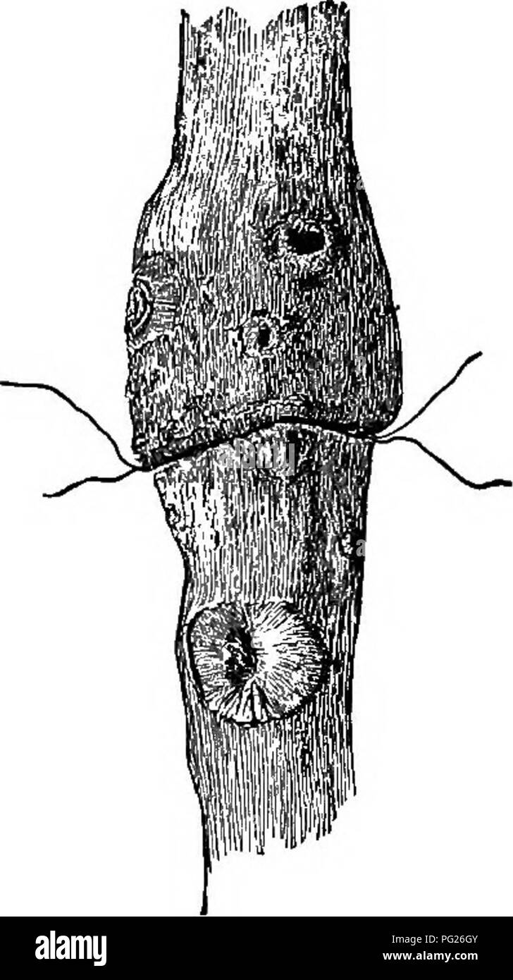 . Anfänger Botanik. Botanik. 96 ANFÄNGER BOTANIK Verteilung der verdauten Nahrung. - Nach in die lösliche Form verändert wird, dieses Material ist bereit, in Wachstum verwendet werden, entweder im Blatt, im Stamm oder in den Wurzeln. Mit anderen komplexere Produkte es dann ist tJiroughout alle die wachsende Teile der Anlage verteilt; und wenn man unten an der Wurzel, scheint es leicht durch die innere Rinde, in Anlagen, die einen defi-nite Rinde. Diese schrittweise nach unten Diffusion durch die innere Rinde von Materialien geeignet für Wachstum ist der Prozess, wenn der "Abstieg bezeichnet Stockfoto