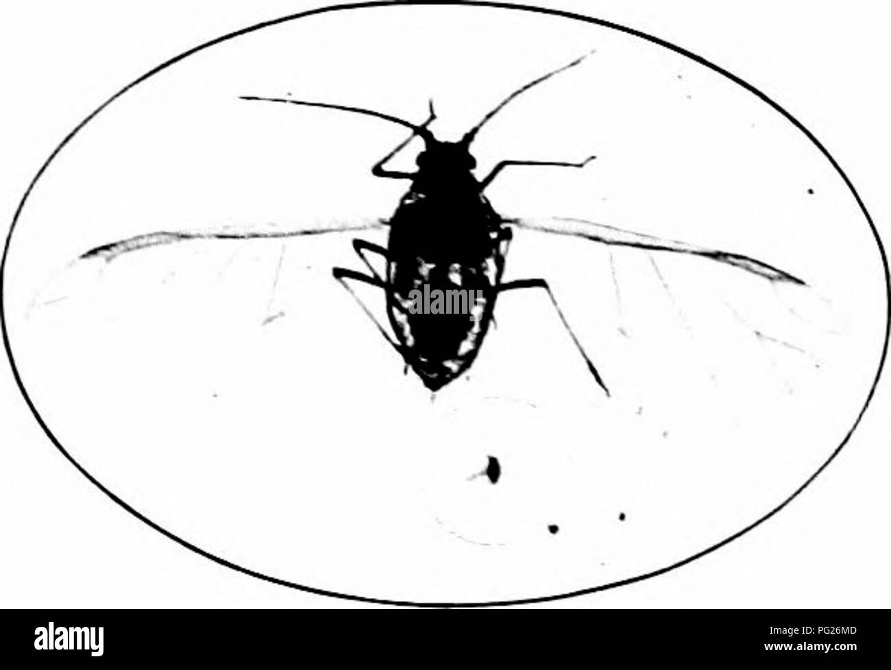 . Schädigende Insekten: Wie zu erkennen und zu steuern. Insekten und Schädlinge. FLA XT LÄUSE lyjVBIXG das Laub 197 gewachsen und haben somit haltbarere Blätter erworben, Hoe de' eine geflügelte Generation elop, der Bereich, in dem bei der Arbeit, und erscheinen als plötzlich in anderen Regionen weiter im Norden, wo die Bedingungen sind günstig, um die weitere Vermehrung verlassen. Spät im Sommer, da die Getreidefelder reif, die Läuse verlassen und Ihren Wohnsitz nehmen auf Gräser, wie gemeinsame Bluegrass oder auf Mais. Im Herbst, wenn der Winter Getreide gekeimt hat, sind viele Mo^â e zurück zu der neuen Futterplatz. Mit dem Kommen des Stockfoto