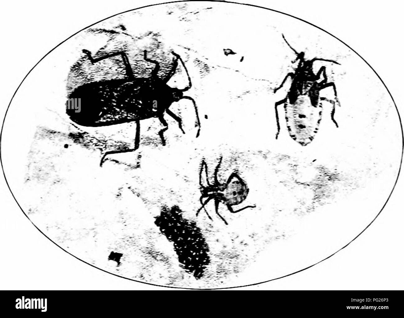 . Schädigende Insekten: Wie zu erkennen und zu steuern. Insekten und Schädlinge. 190 Fests der GARDEX AXB FELDFRÜCHTE zerstört werden. Die Würmer können in ihren Minen der oberen und unteren Blattoberfläche gemeinsam gedrückt, getötet werden. Die Squash-bug {Anasa tristis DeG.) Einige wenige Schädlinge des Gartens sind weit oder mehr ungünstig bekannt als der gemeinsame Squash-bug. So bald wie Kürbisse, Gurken und Melonen gemacht haben ihre ersten Blätter, die über-nintering Erwachsene erscheinen und beginnen zu saugen die Anlage Säfte, wodurch die Blätter bis zu locken.. 237. - Die squa = h-Bue. t-Ggs. n^bin phs. und Erwachsene. Original. br Stockfoto