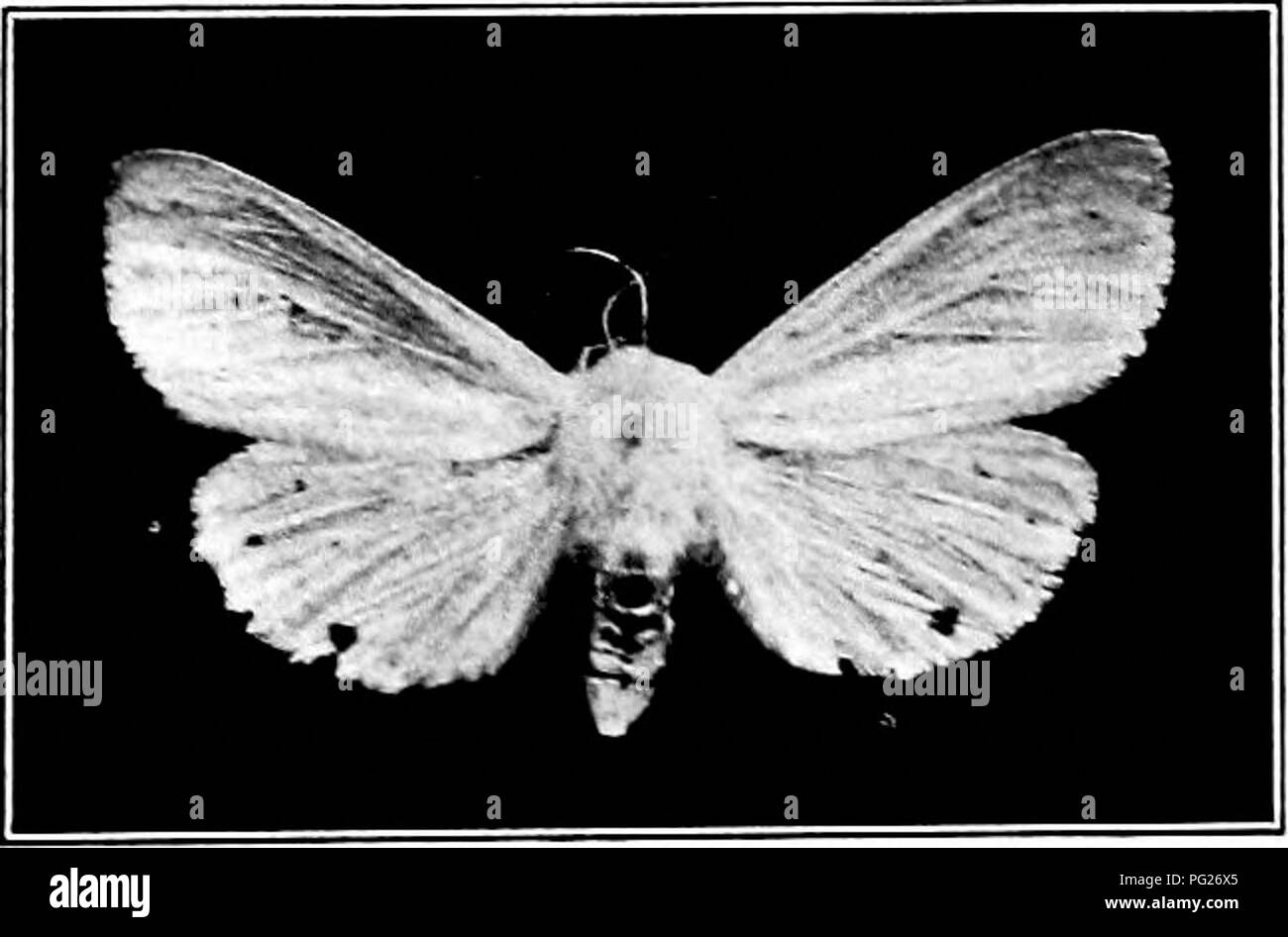 . Schädigende Insekten Wie zu erkennen und zu steuern. Insekten und