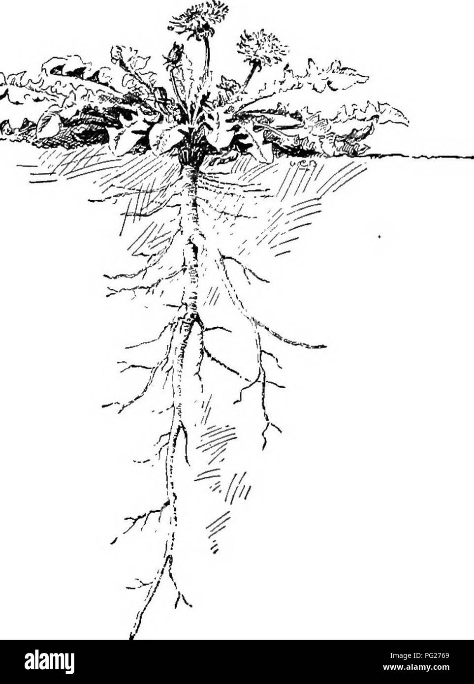 . Anfänger Botanik. Botanik. Abb. 32. TaprootSystem der Luzerne. Abb