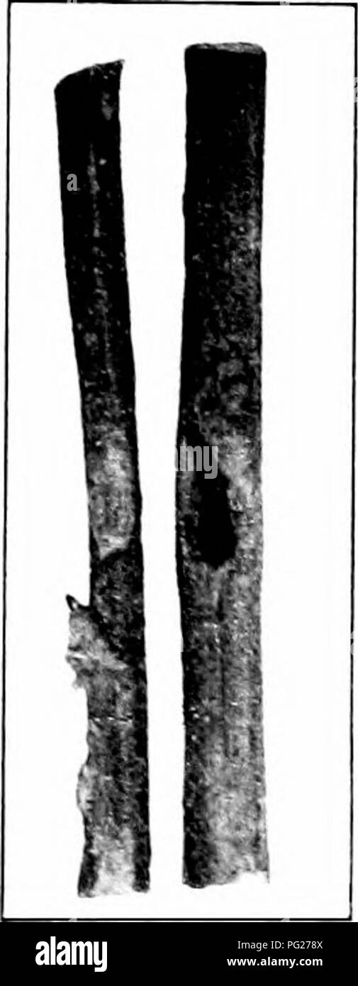 Dieses Bild zeigt die Methoden zur Identifizierung und Bekämpfung von Blattkäfer-Schädlingen, die erhebliche Schäden an Pflanzen verursachen können. Sie enthält wichtige Anzeichen für Befall und praktische Lösungen für den Schädlingsschutz. Stockfoto