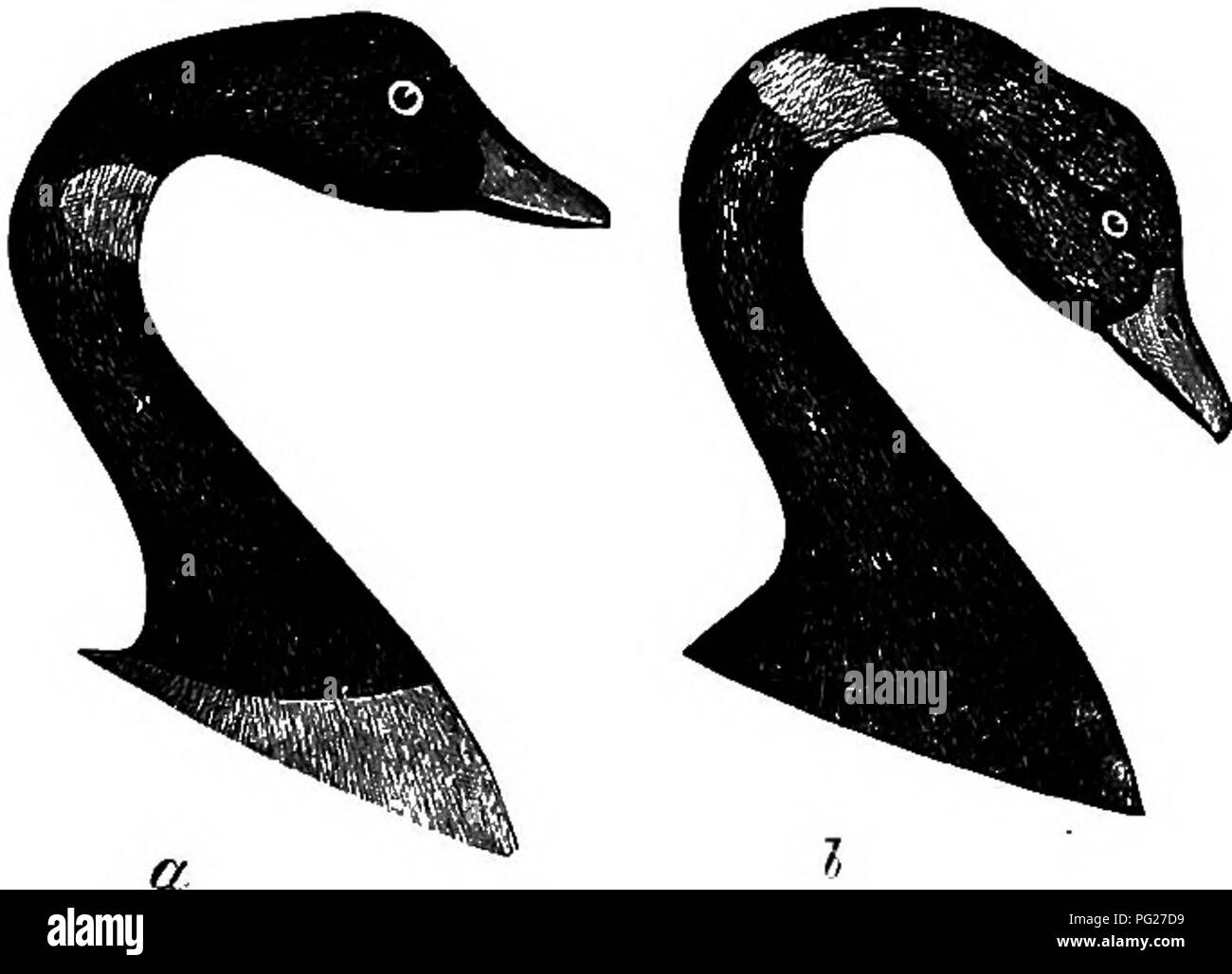 . Schlüssel für nordamerikanische Vögel. Enthält eine kurze Beschreibung aller Arten von Wohn- und fossiler Vogel bei vom Kontinent nördlich der mexikanischen Grenze und die Vereinigten Staaten, inklusive der Grönland und unteren Kalifornien, mit dem bekannten vorhanden sind allgemeine Ornithologie: einen Überblick über die Struktur und die Systematik der Vögel; und Feld Ornithologie, ein Handbuch für die Sammlung, Erstellung und Erhaltung der Vögel aufgenommen. Vögel, Vögel. Abb. 472. - Whistling Swan. (Prom Lewis.) Rassen nur in den hohen Norden. Eier 2-5, von 4,00 X 2,25 bis 4,50 X 2,50, mit rauen Schale weiss matt, mit mehr oder weniger Brow Stockfoto