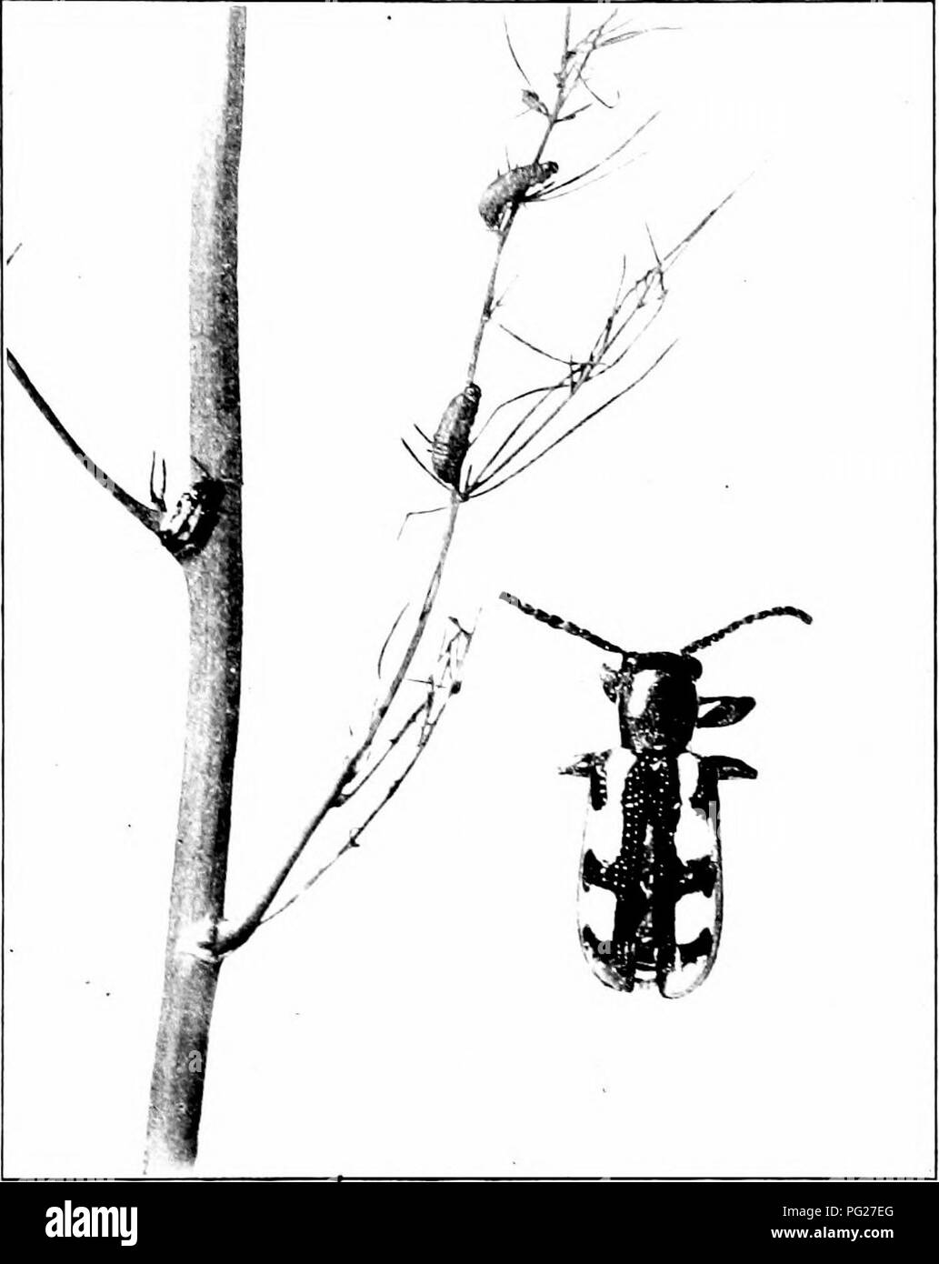 Dieser Leitfaden bietet detaillierte Beschreibungen von häufigen Insektenschädlingen, wobei der Schwerpunkt auf Arten wie dem Spargelkäfer, seinem Aussehen und der Kontrolle seiner Population in landwirtschaftlichen Umgebungen liegt. Der Reiseleiter enthält Informationen über den Lebenszyklus und die Gewohnheiten von Schädlingsinsekten. Stockfoto