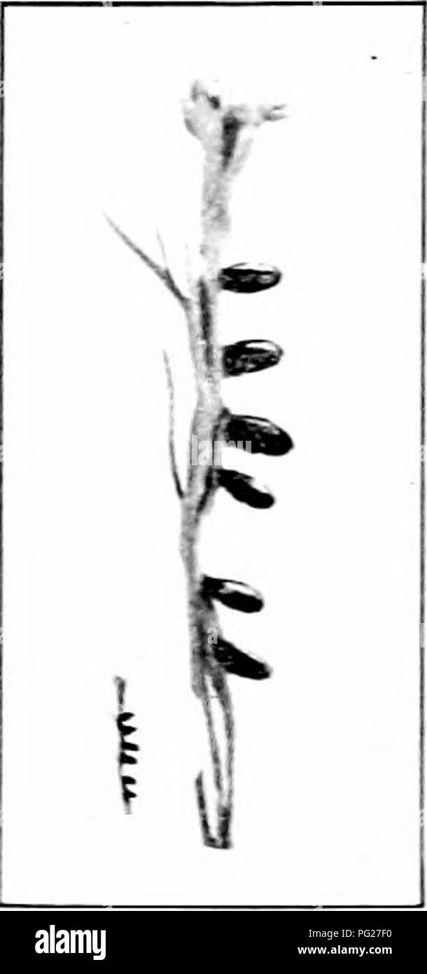 . Schädigende Insekten: Wie zu erkennen und zu steuern. Insekten und Schädlinge. Abb. 1.54. - Die 12-spotted Cu cumber Käfer. Vergrößert und Natu ral Größe. Orisinal. m Farbe und verzierten ack Flecken auf seinem Rücken. Sein Haupt mit zwölf ist Schwarz. Die Erwachsenen entfernt im Winter und im zeitigen Frühjahr erscheinen. Es gibt zwei Generationen im Norden, und wahrscheinlich mehr in den Süden. Hilfsmittel für die erwachsenen Käfer sind dieselben wie die für den gestreiften Gurke Käfer. Tbe Spargel Käfer iCrioccris Boih asparagi Linn.) die jungen Triebe und die grünen Wipfel der Spargel sind von t angegriffen Stockfoto