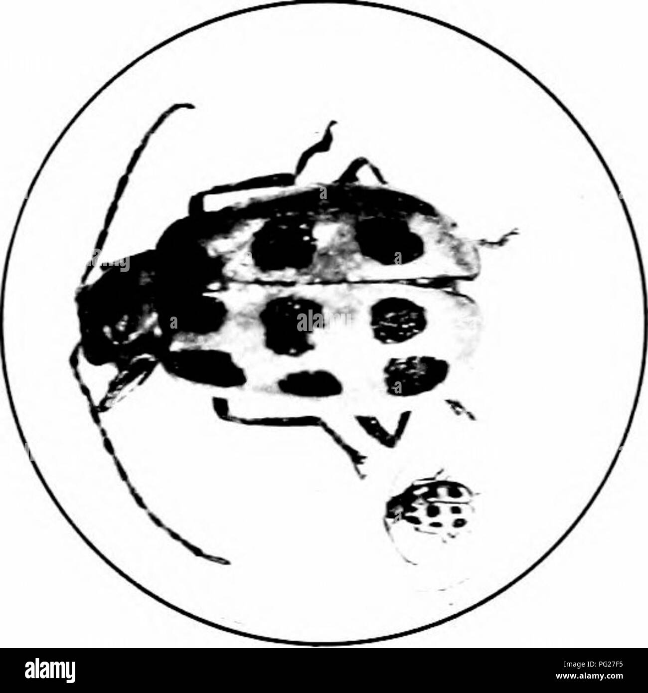 . Schädigende Insekten: Wie zu erkennen und zu steuern. Insekten und Schädlinge. 152 FESTS von GIEBELN ASB FELDFRÜCHTE die Zwölf-beschmutzte Gurke Käfer (Diahrotica duodtcimpundata Oliv.) Dieses Insekt, seiner LAN-' al-Bühne, im Süden als der südliche com root-Worm, wo es ist eine Plage von Com und anderen Feldfrüchten bekannt ist. In den zentralen und nördlichen Regionen Schädigung durch die erwachsenen Käfer ist mehr oft festgestellt, die Kulturen an, heftete, Gurke, Melone, scjuash. rote Rüben, Kohl - in der Tat, fast jede Art von "^" egetable. Die Käfer sind vor allem die teilweise zu den blühenden Teilen der Pla Stockfoto
