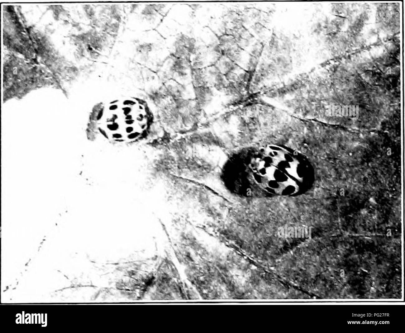 Diese Arbeit befasst sich mit der Erkennung und dem Umgang mit schädlichen Insektenschädlingen, wobei der Schwerpunkt auf den Auswirkungen von Landwirtschaft und Garten liegt. Sie enthält Informationen zur Identifizierung von Schädlingsarten und zu wirksamen Bekämpfungsmethoden und bietet praktische Lösungen für den Umgang mit Insektenbefall in Pflanzen und Kulturen. Stockfoto