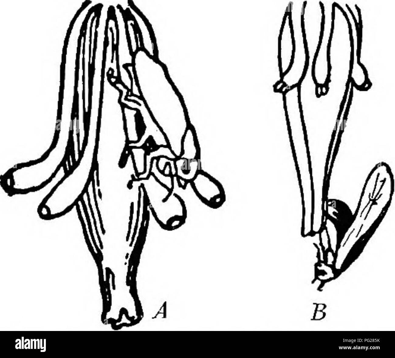 . Ein Lehrbuch der Botanik für die Sekundarstufe. Botanik. Abb. 238 - Längsschnitt einem eierstock von Yucca, zeigt die Trichterförmigen stigmatische Öffnung(en), und die Zeilen von Eizellen an der Wand (o).- Nach dem EiLET und Treleabe. Abb. 239.- Die Position des Pronuba auf dem staubblatt von Yucca, wenn Pollen sammeln (A) und wenn er es in die STIGMATISCHE Trichter (J3)-AF-ter Riley und Trelease.. Bitte beachten Sie, dass diese Bilder extrahiert werden aus der gescannten Seite Bilder, die digital haben für die Lesbarkeit verbessert - Färbung und Aussehen dieser Abbildungen können nicht perfekt aussehen Stockfoto