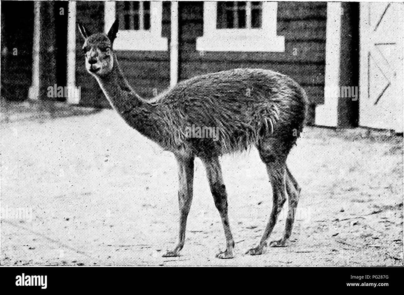 . Beliebte amtliche Führer zu den New York Zoological Park. New York Zoological Park. Neue YOHK ZUOLOGICAL TAI^ K. 55. Das Dromedar oder Single-Humped Kamel, (Camehts dro-medarius), ist ein kleineres Tier als die vorangegangenen, von leichter bauen, und somit in der Lage, viel mehr Geschwindigkeit in Reisen - Ling. Diese siDceies ist nie mit dem langen Haar gekleidet. Neben dem Kamel Haus und Korallen ist die Installation für den nächsten Verwandten der genannten Arten, - die Lamas, Gua - nacos und andere cameloids von Südamerika. Das LAMA HAUS, Nr. 38. Sammlung von Cameloids wurde von Herrn Robert S. Brewster präsentiert. Die ar Stockfoto