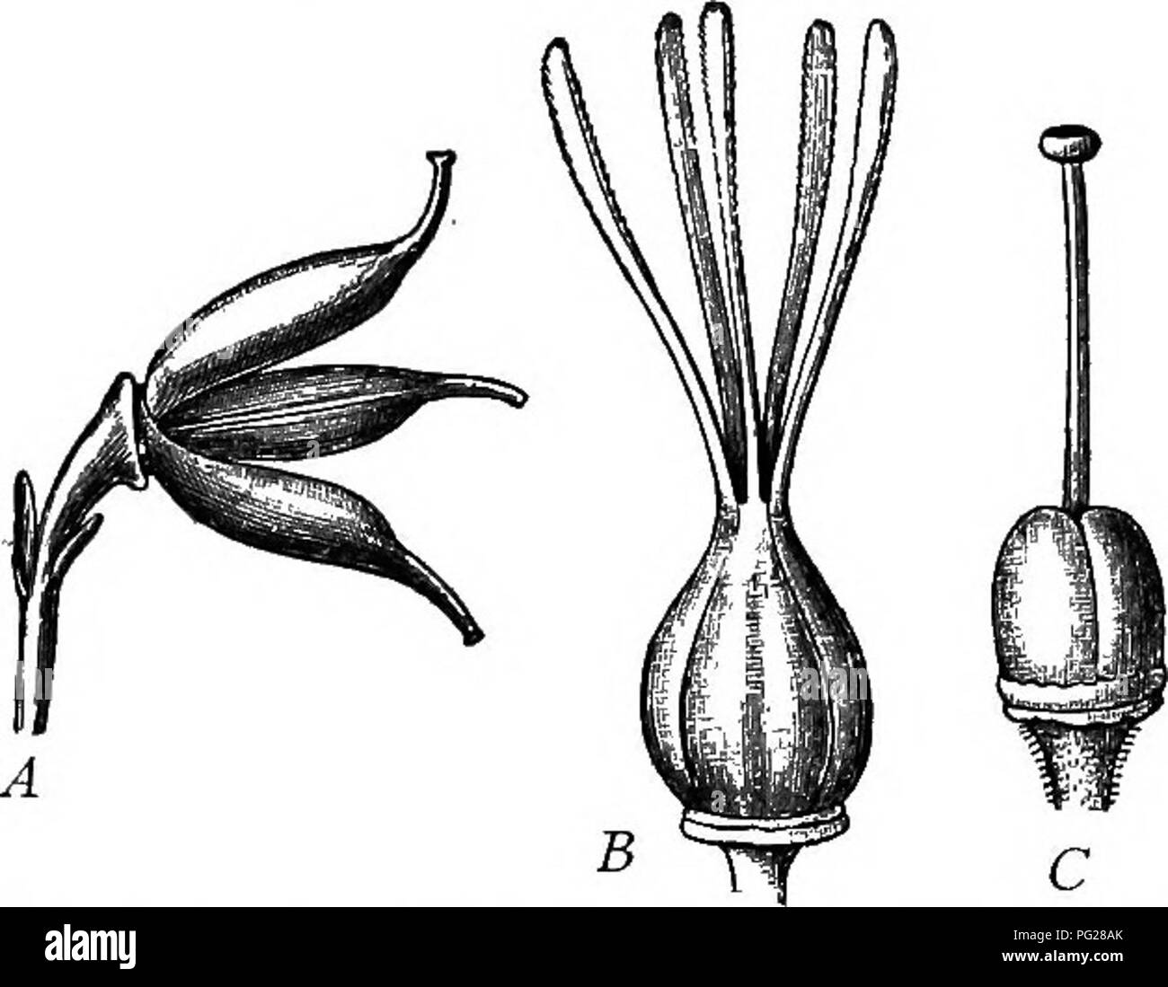 Dieses Lehrbuch bietet eine umfassende Einführung in die Botanik für Schüler der Sekundarstufe. Es umfasst wichtige Pflanzengruppen, einschließlich Angiospermen und Gymnospermen, und erklärt die Unterschiede in der Saatgutentwicklung und der Karpellstruktur mit detaillierten Beschreibungen der Blütenanatomie. Stockfoto