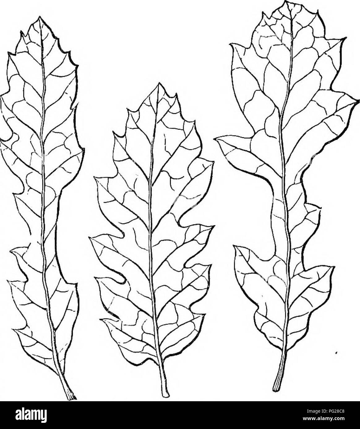 . Bäume und Sträucher: eine Übersicht des Arboretums et fruticetum britannicum: Mit der Hardy Bäume und schrubs von Großbritannien, einheimischen und ausländischen, wissenschaftlich und im Volksmund beschrieben: Mit ihrer Vermehrung, Kultur und verwendet und Gravuren auf fast alle Arten. Bäume, Sträucher, die Wälder und die Forstwirtschaft. 860 ARBORETUM ET FRUnCETUM BRITANNICUM.. 1564. Q.C. heteroliliilla. Holz und Rinde werden von manchen als die gleiche pro-perties wie die der britische Eiche; aber, da es nur über ein Jahrhundert seit der Baum war In-troduced in diesem Land, sehr wenige spe - cimens erreicht Stockfoto