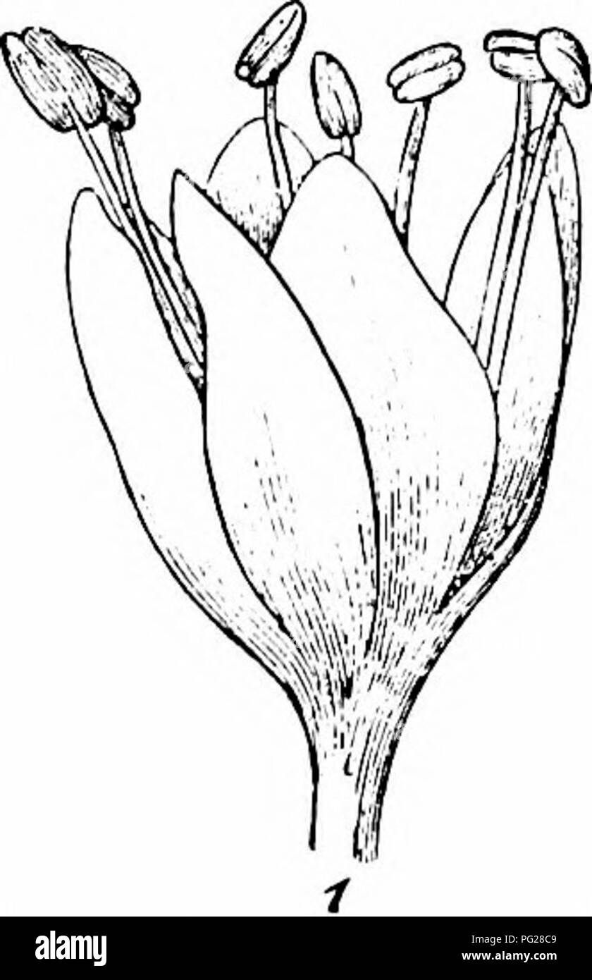 . Handbuch der Blume Bestäubung: auf Hermann Mu?ller Arbeit" die Befruchtung der Blüten durch Insekten". Düngung von Pflanzen. POLYGON ACE AE 343 2472. S. Bistorta L. (Ricca, Atti Soc. ital. sc. Nat., Milano, XIV, 1871, s. 3; Herm. Miiller, 'Befruchtung', S. 511, 516,' Weit. Beob., II, S. 221, "alpenblumen", S. 179; Schulz, "Beitrage," I, S. 95; Warnstorf, Verb. bot. Ver., Berlin, XXXVIII, 1896; Kerner, "Nat. Hist. PI., "Eng. Hrsg. I, II, S. 327; Knuth, 'Bloemenbiol. Bijdragen.") - die Blüten dieser Arten gehören in die Kategorie C. Sie sind hell rötlich-weißen Farbe, und agg Stockfoto