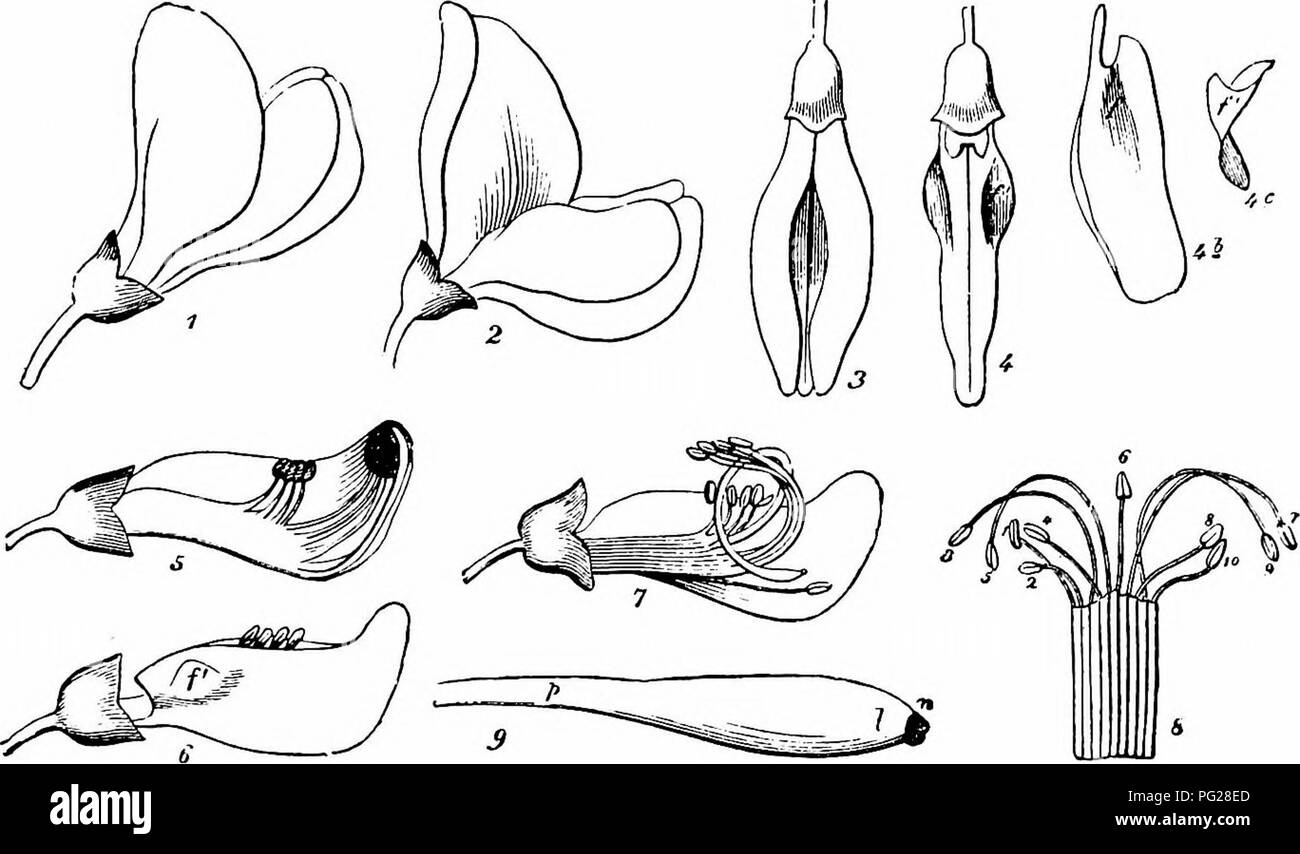 . Handbuch der Blume Bestäubung: auf Hermann Mu?ller Arbeit" die Befruchtung der Blüten durch Insekten". Düngung von Pflanzen. Leguminosen 263 vorhanden, die trotz des Fehlens von Nektar, und die Peitsche - wie der Stil, die Biene fort, andere Blumen zu besuchen. Während die Honig-Biene ist verpflichtet, erhebliche Anstrengungen zu machen, bevor es Explosion Effekt kann, desto stärker und schwerer demütig - Bienen (Bombus lapidarius terrester und B) dies problemlos tun. Fremdbefruchtung erfolgt, weil der Stil aus dem Carina einen Moment früher als die Staubgefäße, so dass die Sti Stockfoto