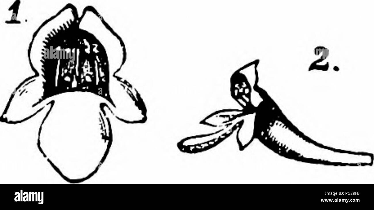 . Handbuch der Blume Bestäubung: auf Hermann Mu?ller Arbeit" die Befruchtung der Blüten durch Insekten". Düngung von Pflanzen. Lippenblütler 275 712. Melissa Tourn. Protandrous oder protogynous zu homogamous Biene Blumen. Manchmal gyno-dioecism oder andromonoecism. 2290. M. officinalis L. (Schulz, "Beitrage", II, S. 196; Knuth, Bot. Centralbl., Cassel, Ixxii, 1897.) - Der starke Geruch von Zitronen ausgeatmeten durch das Laub - Blätter dieser Sorte ist eine große Attraktion für Cross-bestäubende Insekten. Es gibt keinen Nektar-Guide auf das kleine, weißliche Blüten (zumindest nicht bei denen, die im zu finden. Stockfoto